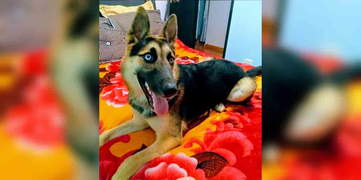 La perra de raza pastor alemán a sus 11 meses mostraba un buen estado físico y de salud.