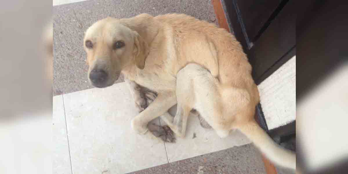 El perrito de raza labrador debido al mal estado de salud perdió un órgano. Este caso se registró en Ibagué. 